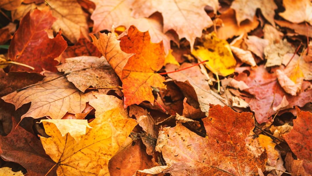 Garden Photography Workshops (2025-26)