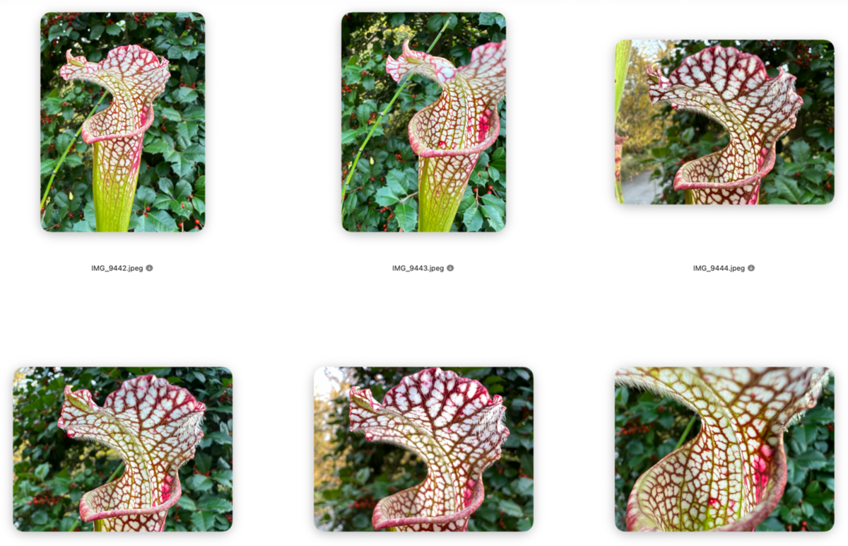 Don’t Let Good Photos Get Lost in the Weeds