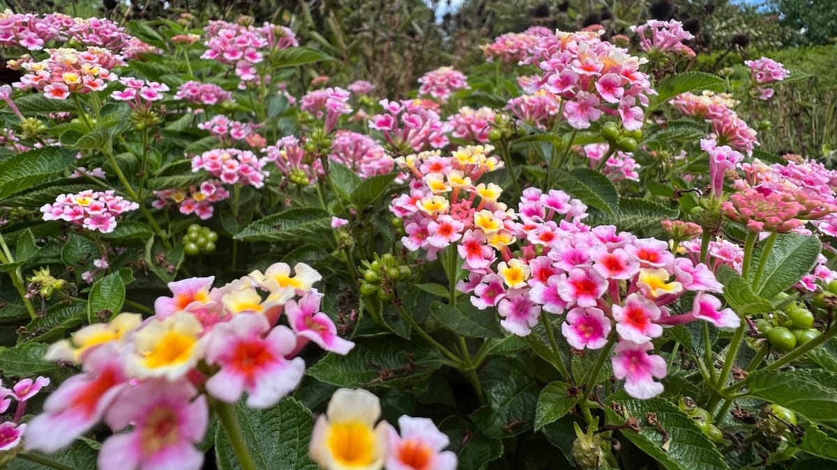 Workshop Recap for Prune Your Photos (2026)