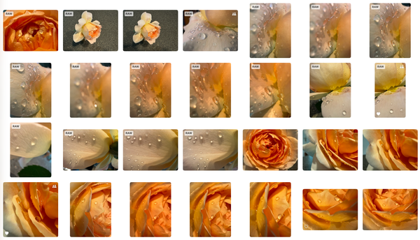 Prune Your Photos (2025)