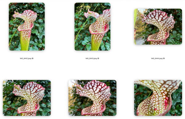 Don’t Let Good Photos Get Lost in the Weeds