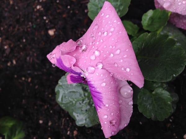 Thinking Like a Photographer in the Garden