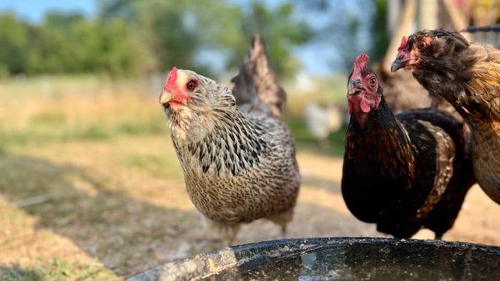Three chickens around a water bowl eye the camera hungrily.